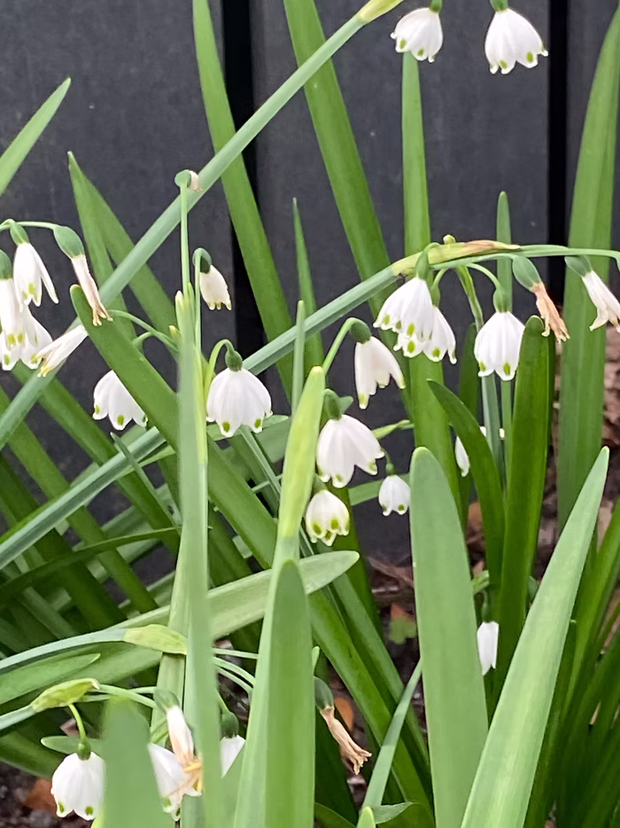 White Princess Earings