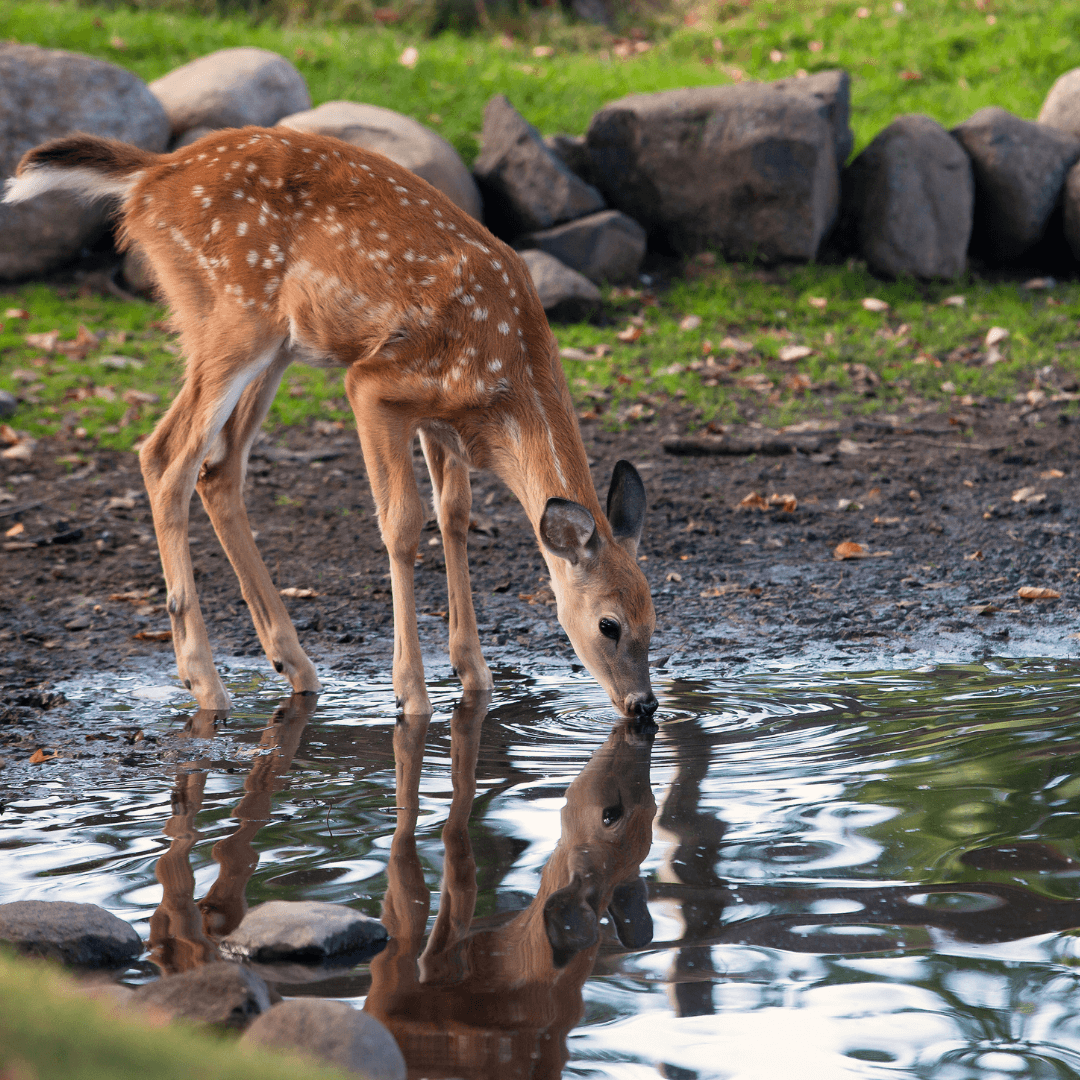 deer drinking water