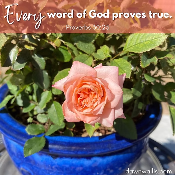 Every word of God proves true. Proverbs 30.25