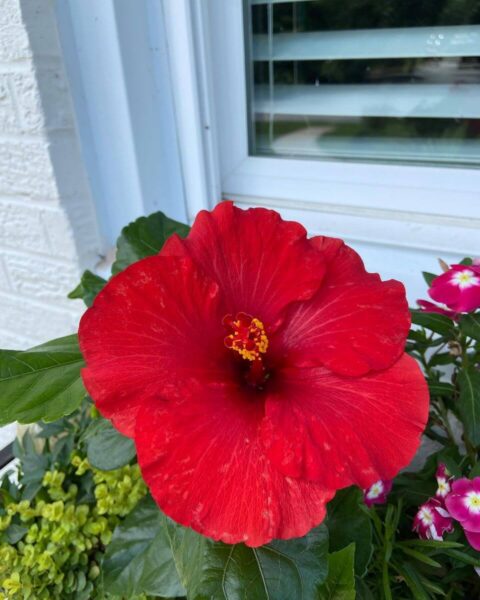 hibiscus flower