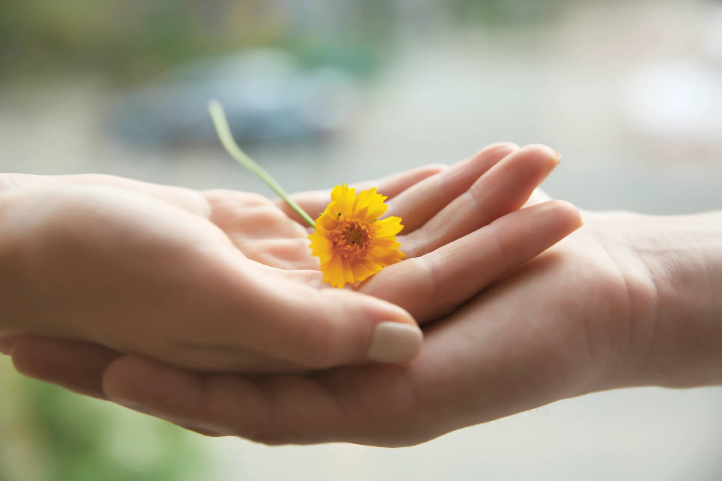 two hands with a flower