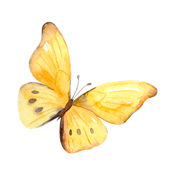 Dawn Wallis freedom in forgiveness
